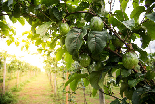 Organic avocado plantation on mountain in Thailand with golden sunbeam background. Organic and healthy fruit.