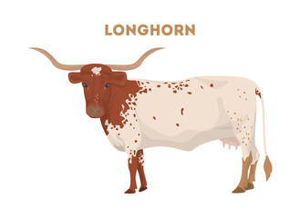 Isolated longhorn cow.