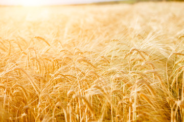 Photo of yellow wheat field