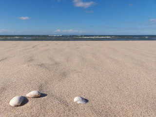 Muscheln am Strand mit Meer im Hintergrund