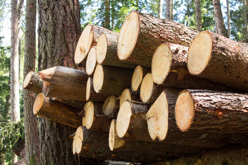 Pile of logs stacked to be cut. They are collected in a forest.