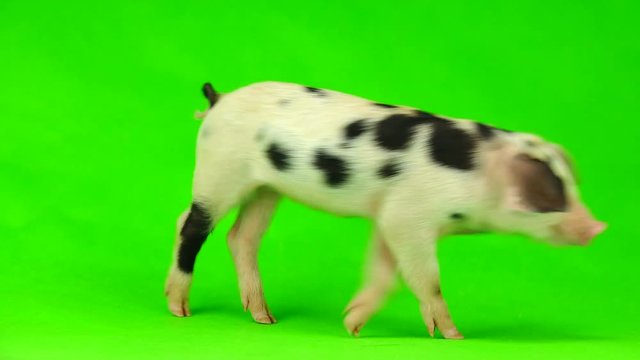 pig isolated on a green background.  in studio shot