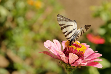 Macro of a Swallowtail Papilionidae butterfly drinking nectar on a pink zinnia elegans flower against blurred natural green background on a bright summer day