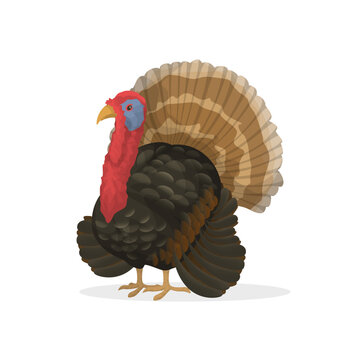 Isolated farm turkey