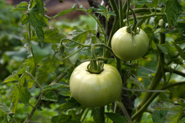Green tomatoes on branch. Harvest on the branch. Tomatoes closeup in the garden.