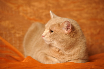 Red cat on a red background