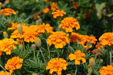 marigolds