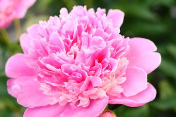 Peony in the greenery