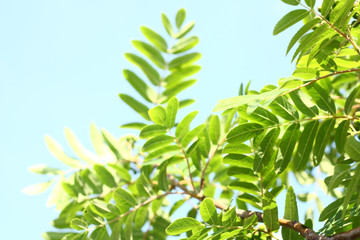 Fototapeta premium Rowanberry leaves against the sky