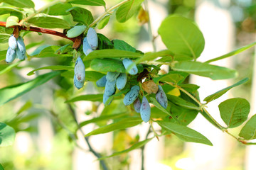 Honeysuckle with berries