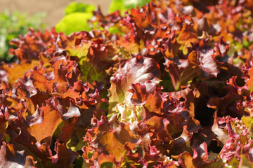 Vegetable greens close-up