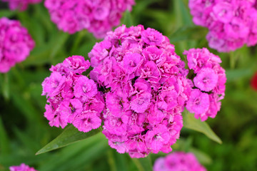 Bright garden flower