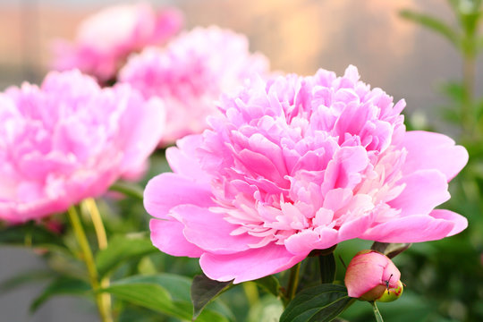 Several peony flowers are pink