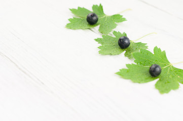 Three fresh ripe blackcurrant on three green leaves on old white rustic wooden planks