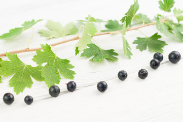 Fresh ripe blackcurrant and branch with green leaves on old white rustic wooden planks