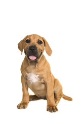 Cute boerboel or South African mastiff puppy sitting and facing the camera on a white background seen from the front