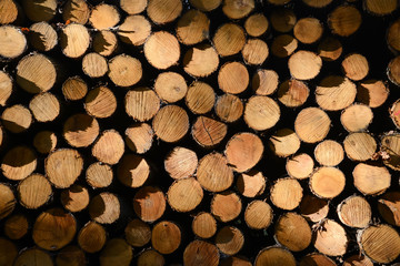 Pile of wood logs in the sunset