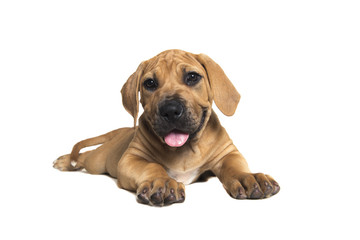 Cute boerboel or South African mastiff puppy lying down and facing the camera on a white background seen from the side © Elles Rijsdijk