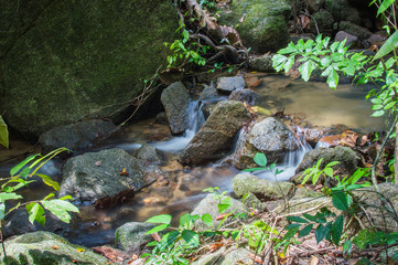 Bright jungle with river. Natural landscape