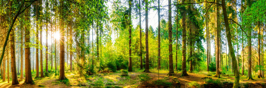 Fototapeta Panorama gęstego, zielonego lasu przy zachodzącym słońcu na wymiar