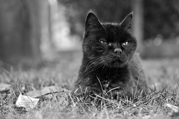 schwarze Katze