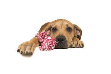 Young boerboel or South African mastiff seen from the front lying down holding on a pink and white woven rope toy on a white background