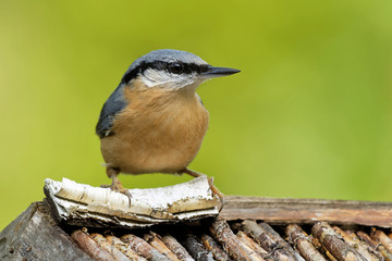 Kleiber am Vogelhaus
