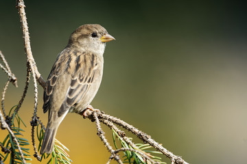 Juveniler weiblicher  Haussperling