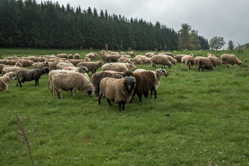 Obraz na płótnie Canvas Hairy sheep on a green meadow 44