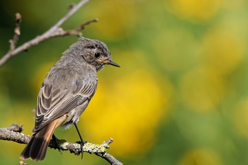 Juveniler Hausrotschwanz