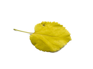 Yellow leaf on isolated white background. Isolate