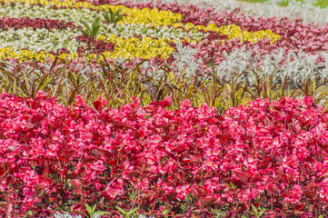 colorful background of bloomig flowers
