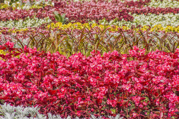 colorful background of bloomig flowers
