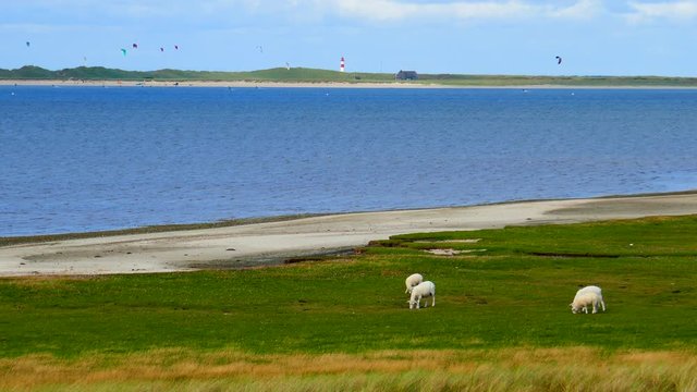 Sylt Nordsee Schafe und Surfer vor Leuchtturm List - Ellenbogen K&ouml;nigshafen