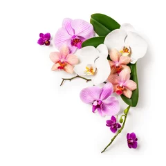 Poster Orchidée Frame with orchid flowers