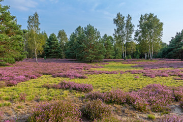 Heide
