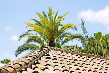 Fototapeta na wymiar Palma and tiled roof 