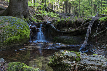 Fototapeta premium Peace moment in a forest