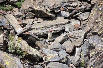 Ermine (stoat) among rocks, Alps Orobie, Bergamo, Italy