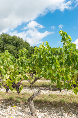 Fototapeta na wymiar Vignes et raisin du Médoc, près de Bordeaux (France)