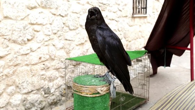 Common raven (Corvus corax) perched on an innkeeper