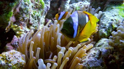 clown fish swimming into Sea Anemone