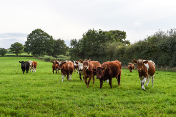Fototapeta na wymiar Cows running across a field