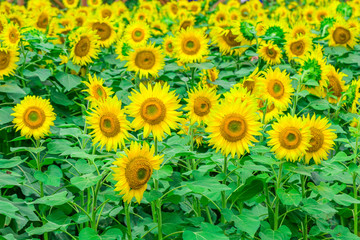  Sunflowers field  blooming  in the garden at sunny summer or spring day in Yamanashi Prefecture, Japan .