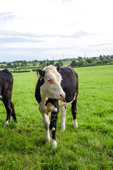 Calf in field