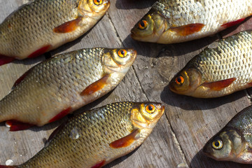 Fresh fish European roach