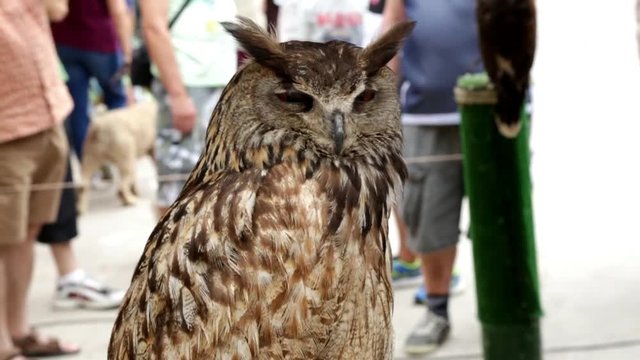 Upper body of an Eurasian eagle-owl (Bubo bubo)