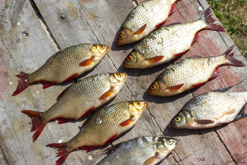 Fresh fish European roach