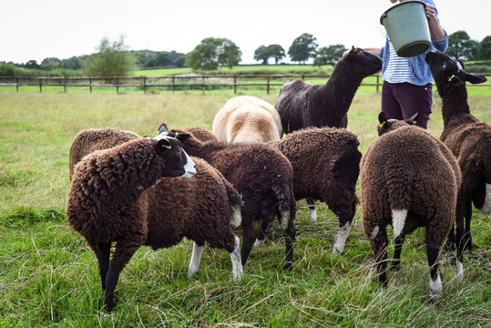 Zwartble sheep feeding