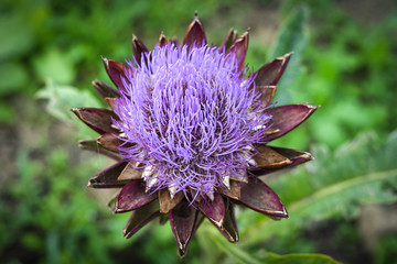 Flower in bloom, close up